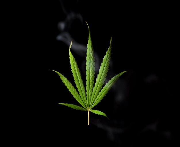 写真 黒の背景に煙の中の大麻の葉マリファナの合法化医療大麻