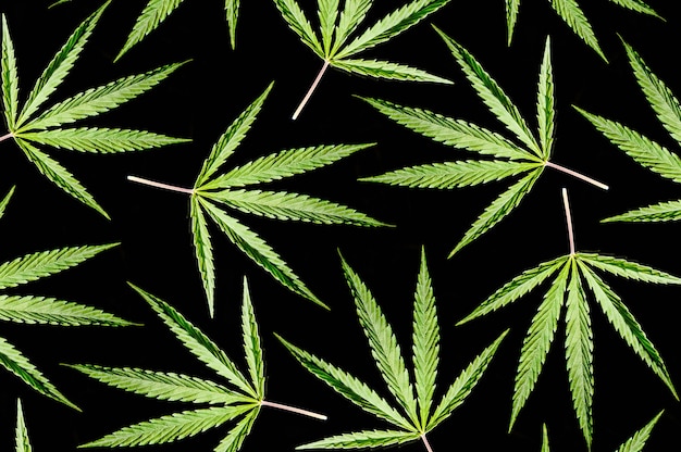 Cannabis leaf isolated on a black background.. Cannabis Texture Marijuana Leaf Pile Background