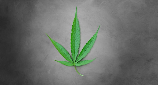 cannabis leaf isolated on cement background