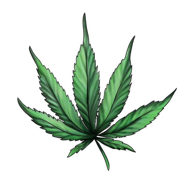 白い背景に分離された大麻の葉 緑のマリファナの葉