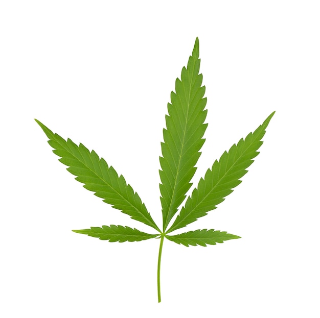 Cannabis leaf isolated on white background. Hemp leaf close up. Marijuana green leaf.