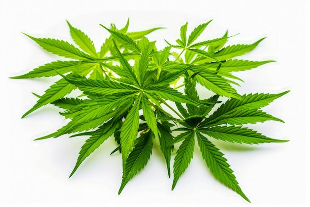 白い背景に分離された大麻の葉とクリッピングパス 医療用マリファナ