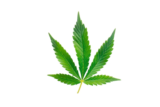 Cannabis leaf isolated on white background.