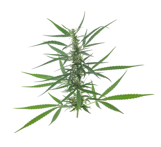 Cannabis leaf isolated on white background