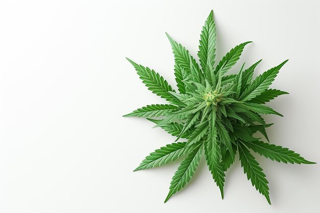 Cannabis leaf isolated on a white background