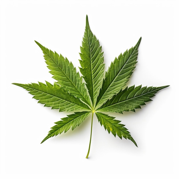 Cannabis leaf isolated on white