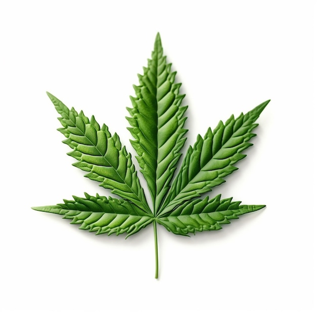 Foto foglia di cannabis isolata su bianco