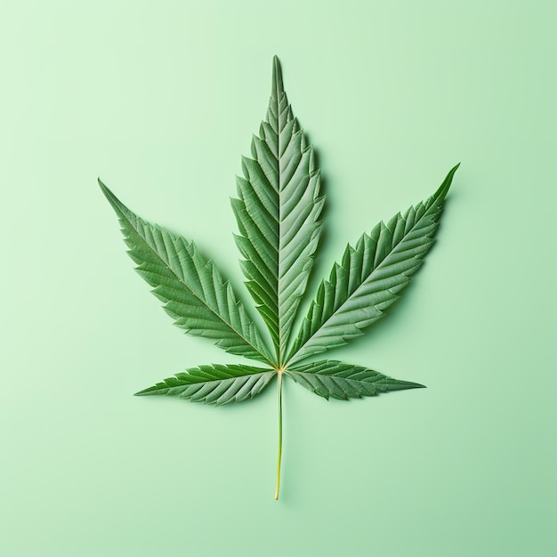 Cannabis leaf on a light background