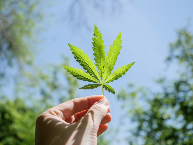 Foto foglia di cannabis in una mano maschile contro un cielo blu