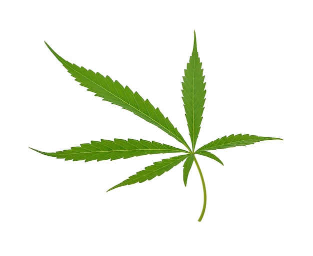 Cannabis leaf, marijuana leaf isolated