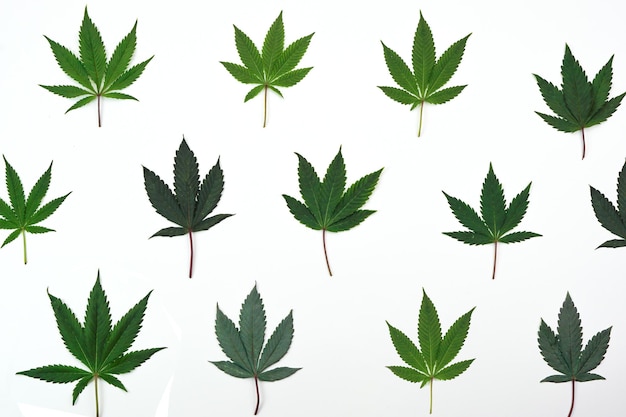 Cannabis leaf or marijuana. Nature medicine concept and layout of a frame made of cannabis leafs.