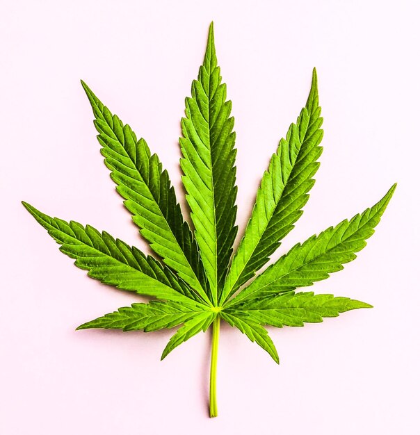 Cannabis Leaf Medical Purposes HD Photo