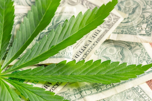 Cannabis leaf and money