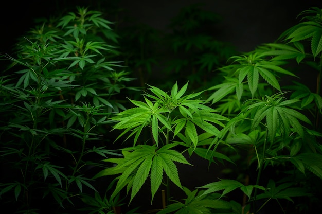 Cannabis leaf plant growing on a hemp farm, medical and biology concept