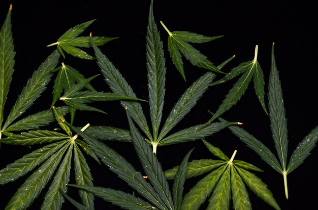 Cannabis Leaf Texture On a Black Background