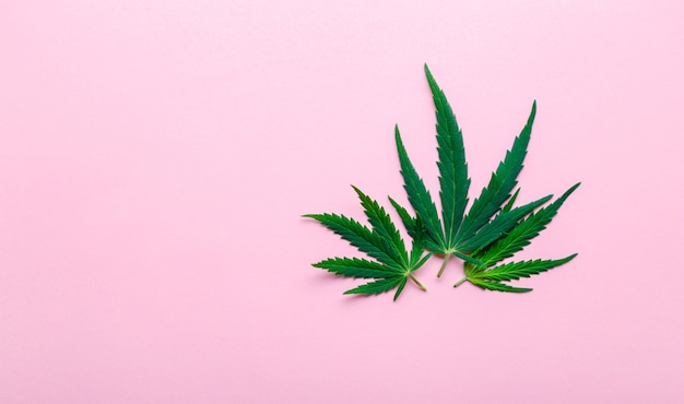 大麻の葉雑草ガンジャグリーン麻の葉はピンク色の背景にコピースペースがあります。医療用マリファナ植物大麻サティバ。雑草は喫煙薬の概念を合法化します。