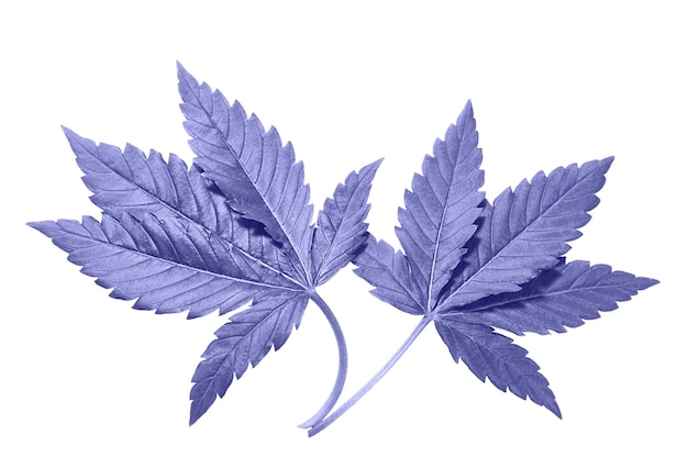 Cannabis leaf on a white background isolated in purple tinted very peri. Medicinal marijuana leaves of the Jack Herer variety are a hybrid of sativa and indica.