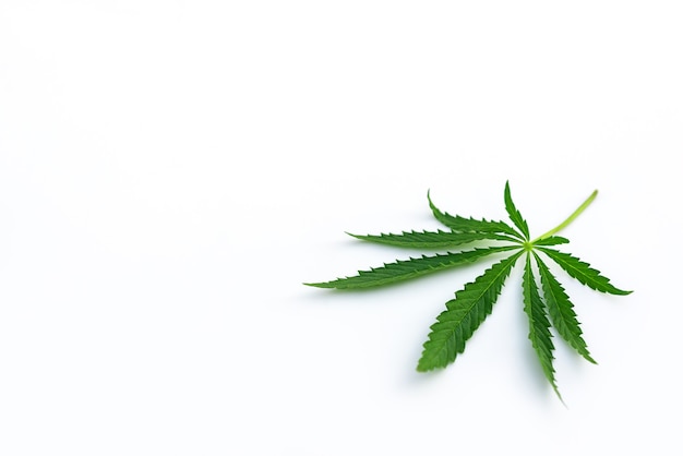 Cannabis leaf on a white background