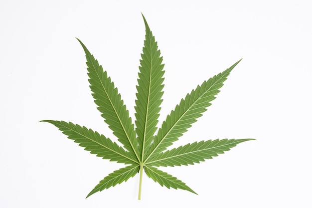 Foto foglia di cannabis su sfondo bianco