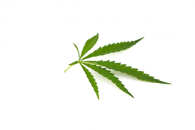 Cannabis leaf on a white background