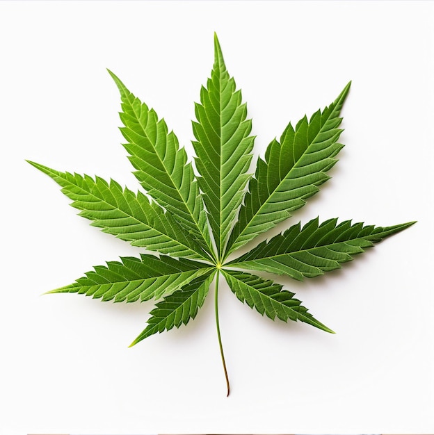 Cannabis leaf on a white background