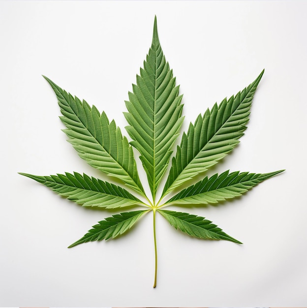 Cannabis leaf on a white background