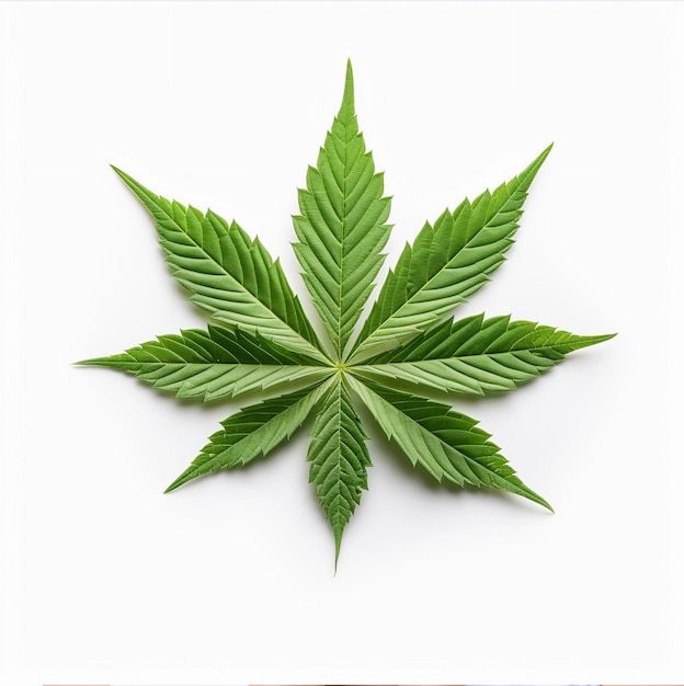 Cannabis leaf on a white background