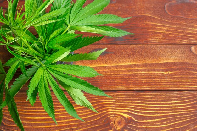 Cannabis leaf on wooden table