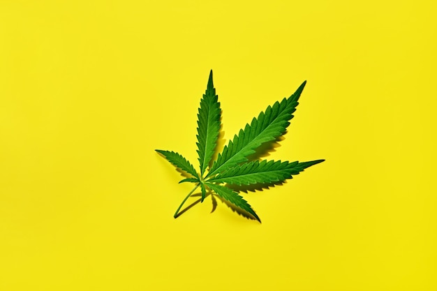 Cannabis leaf on a yellow background with hard shadow