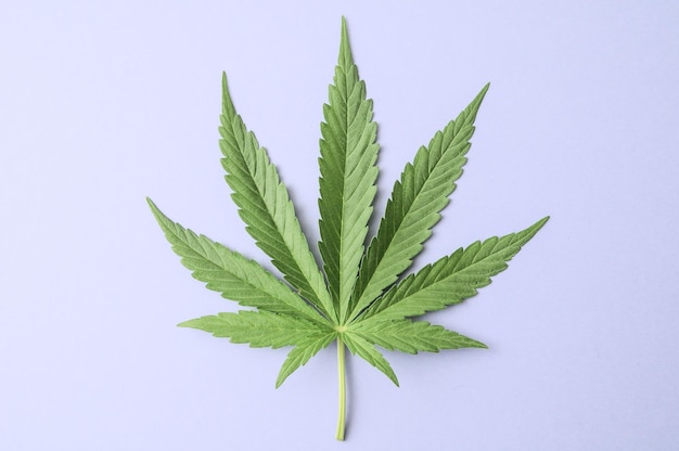 Cannabis Leaf