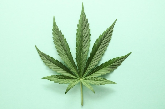 Cannabis leaf