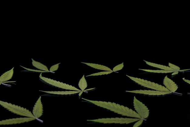 Foto foglie di cannabis su una trama di marijuana di sfondo nero