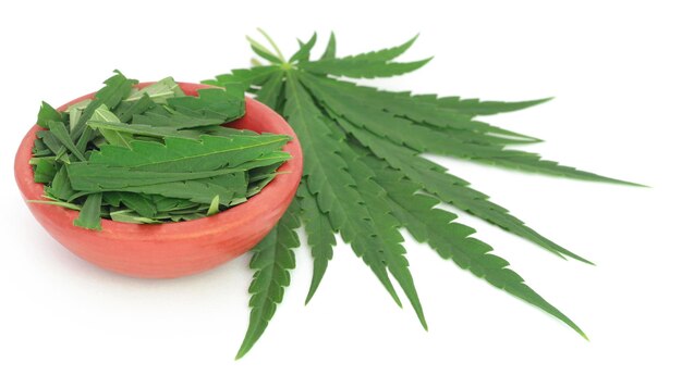 Cannabis leaves in a clay pottery over white background