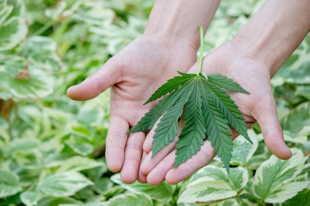 Cannabis leaves in hands. Selective focus