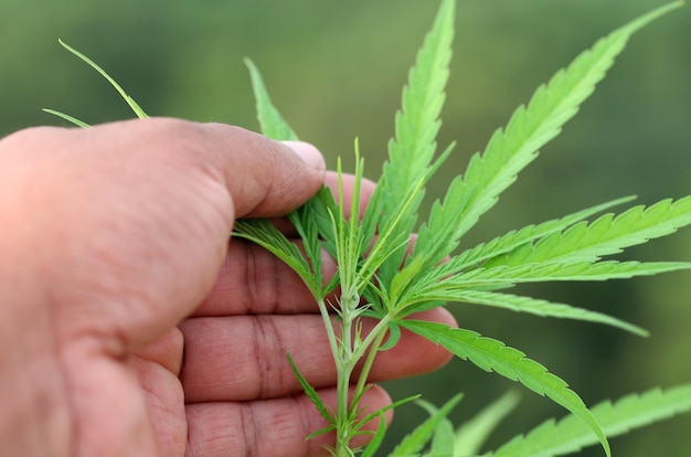 Cannabis leaves held by farmers hand in garden