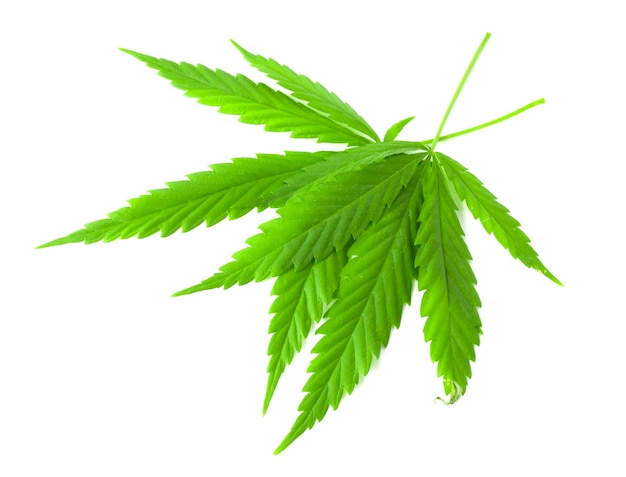 写真 大麻の葉は白い背景で隔離 新鮮な大麻の葉