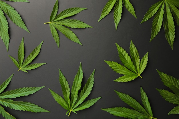 Cannabis leaves, marijuana leaves on black background