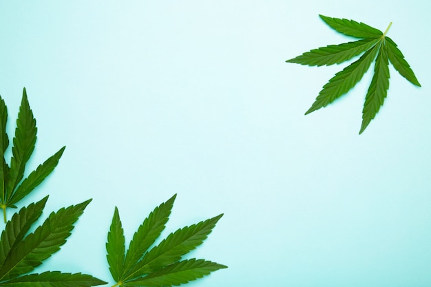 Cannabis leaves, marijuana leaves on blue background