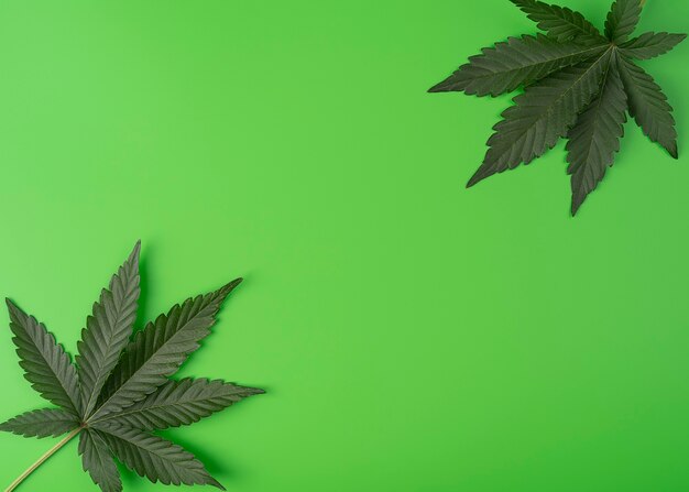 Cannabis leaves marijuana plant isolated on green background Hemp recreation legalization concept