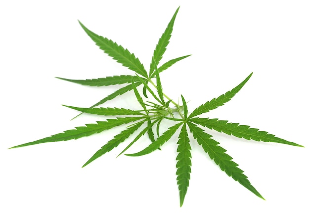 Cannabis leaves over white background