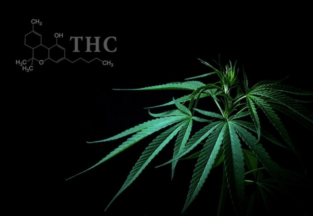 Foto foglie di cannabis con struttura chimica cbd thc