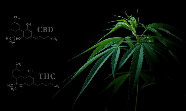 Cannabis leaves with cbd thc chemical structure