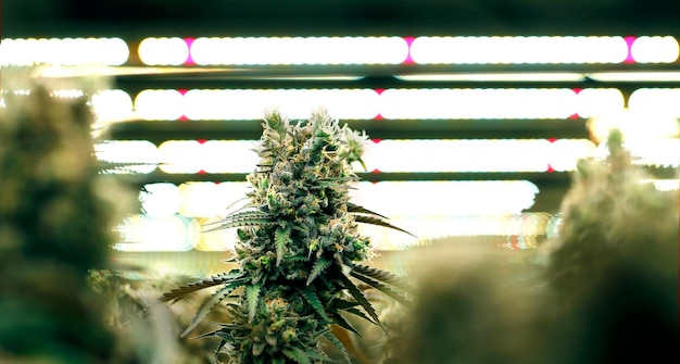 Cannabis-marihuana-boerderijindustrie op laboratorium met kunstmatige zonsopgang