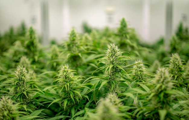 Cannabis Marihuana Commercieel binnenlaboratorium in de wietteelt