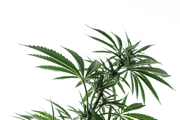 Cannabis marihuana plant buiten