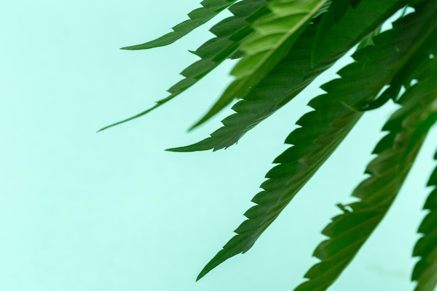 Cannabis marihuana plant detail