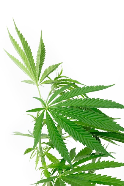 Cannabis marihuana plant detail