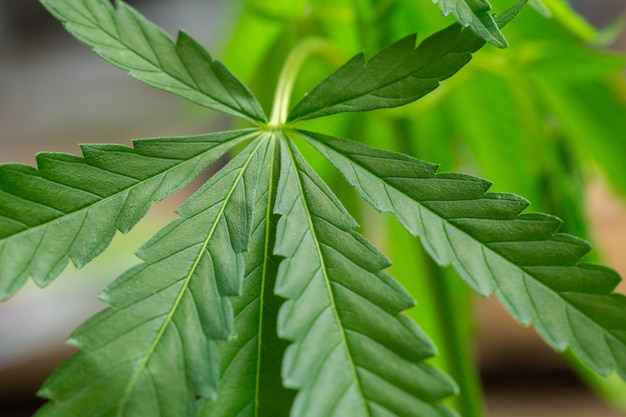 Cannabis marihuana plant detail