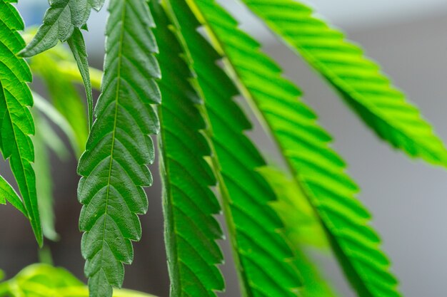 Cannabis marihuana plant detail