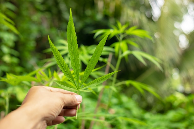 Cannabis marijuana green leaf in hand on cannabis blur leaves 